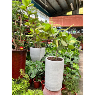 霏霏園藝海葡萄盆栽一棵特價3000元含盆寄出新竹貨運。黑貓裝不下