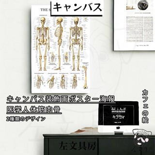 🎞️免運費宅配｜人體 解剖學 肌肉 骨頭模型 海報 人體模型 解剖模型 骨骼模型 整脊 人體 電影海報 紙