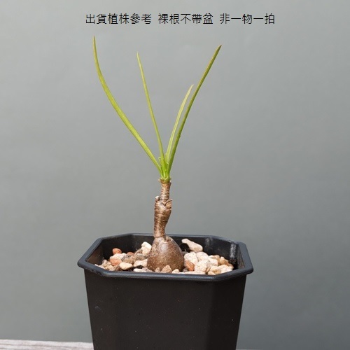 柳葉大戟~Euphorbia hedyotoides~(球形塊根，直徑1cm+，裸根寄)