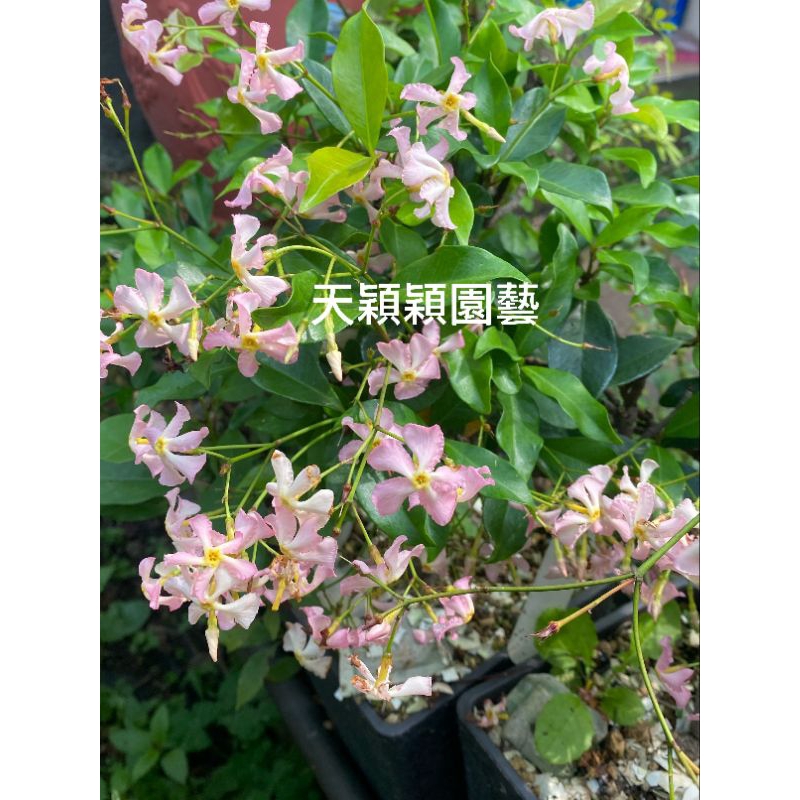 吳老爹盆栽~粉紅色風車茉莉花苗~113/5/3實拍