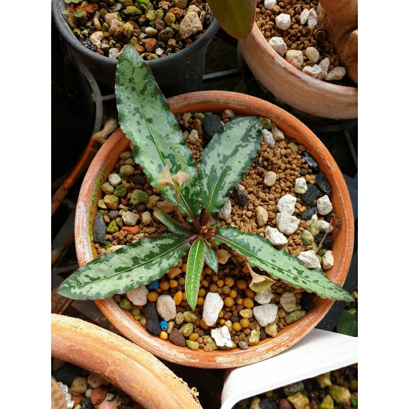 克氏大戟  /  Euphorbia cremersii  /  種子販售