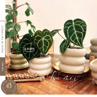 森美植所/臺灣發貨/陶盆花盆/花器/水泥盆/米其林甜甜圈噴點盆/觀葉植物/水泥盆/盆器/盆栽/陶器/植栽/簡約盆/多肉盆