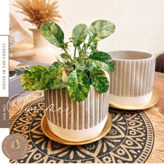 森美植所/線條白底厚水泥盆/水泥盆/盆器/花盆/花器/水泥/觀葉花盆/多肉植物盆/器皿