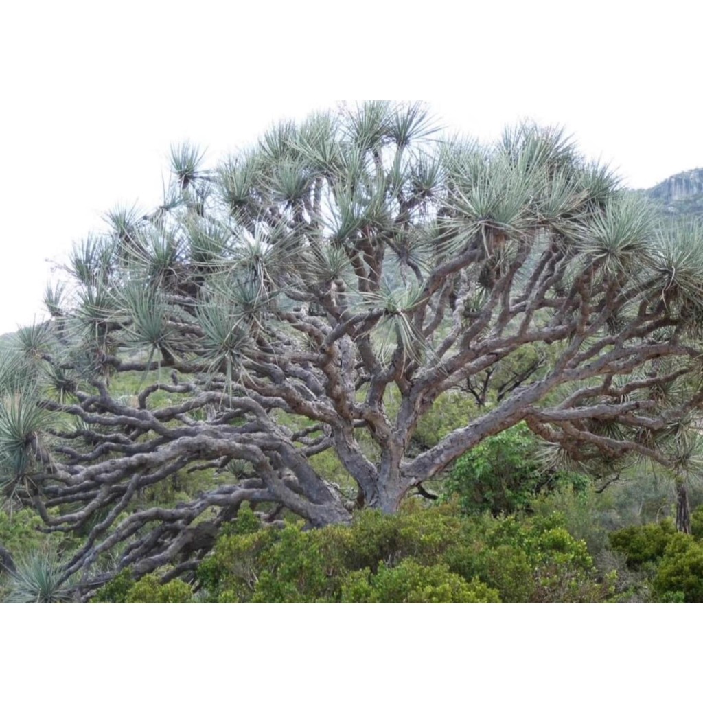 【塊根英雄】努比亞龍血樹種子/dracaena ombet/龍舌蘭科/比索島龍血樹更稀有的奇幻樣貌景觀植物