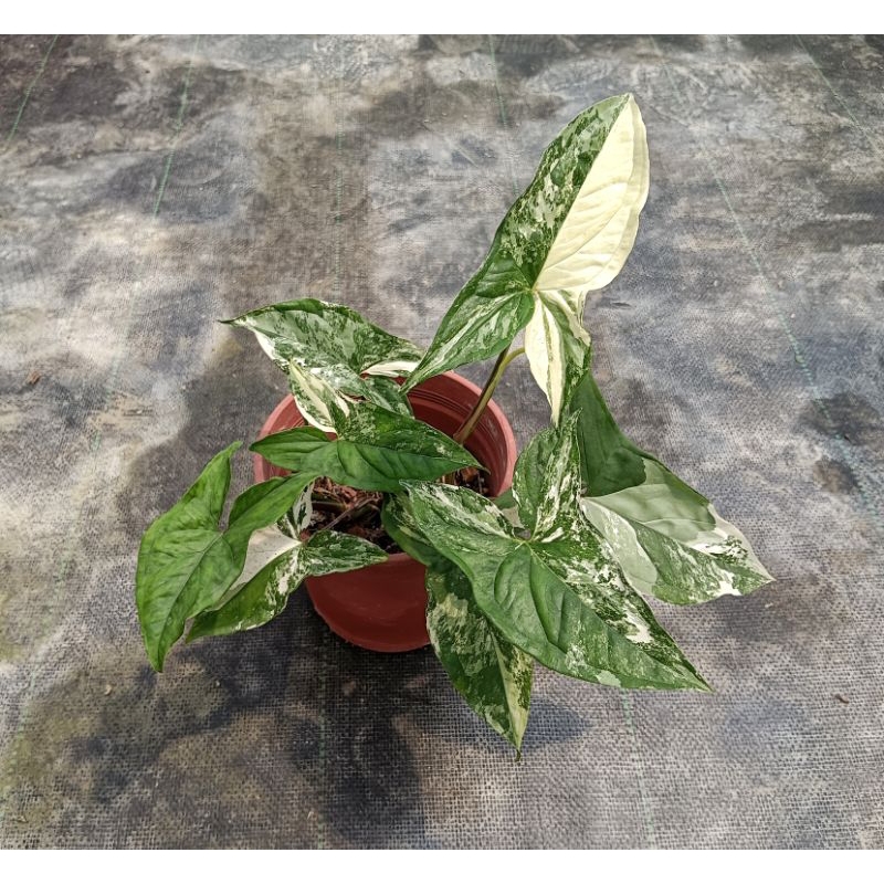 大理石合果芋Syngonium Variegata/斑葉合果芋/觀葉植物/室內植栽/美斑/5吋盆