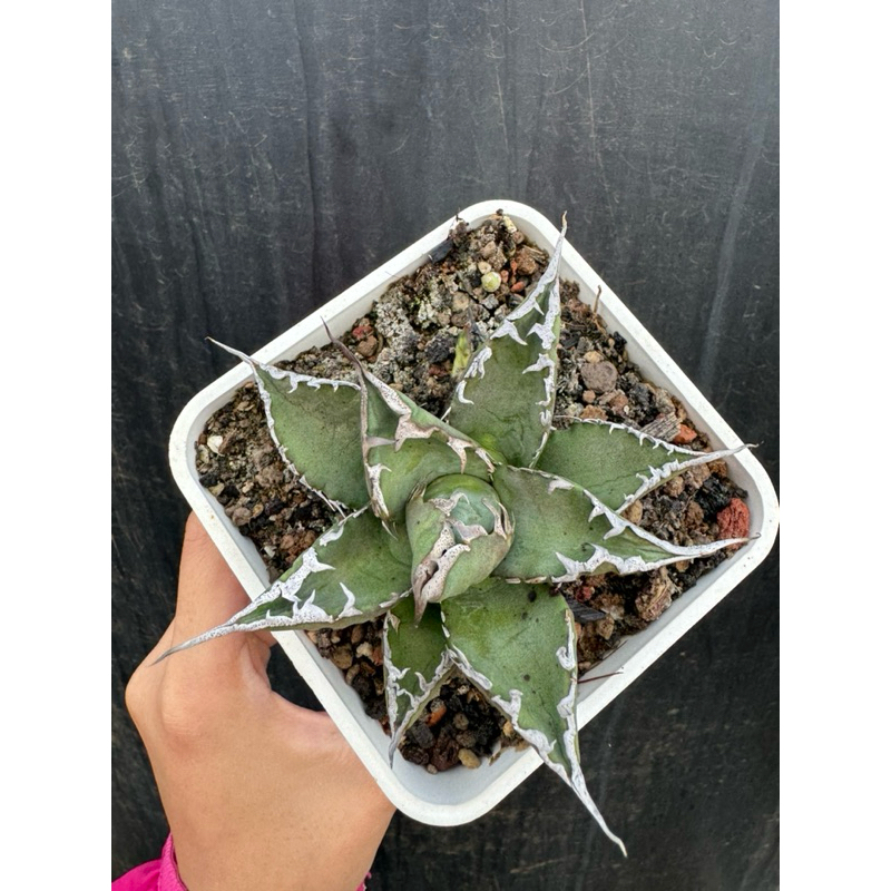 アガベ チタノタ 小雨新白鯨 子株 （Agave titanota 新小雨白鯨