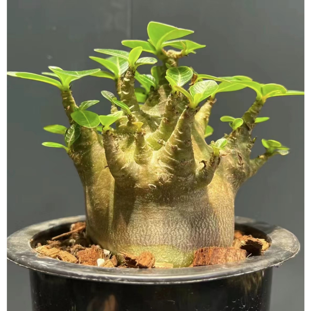 Adenium Arabicum Godji 稀有品種 哥斯拉 沙漠玫瑰種子 多頭矮化沙漠種子