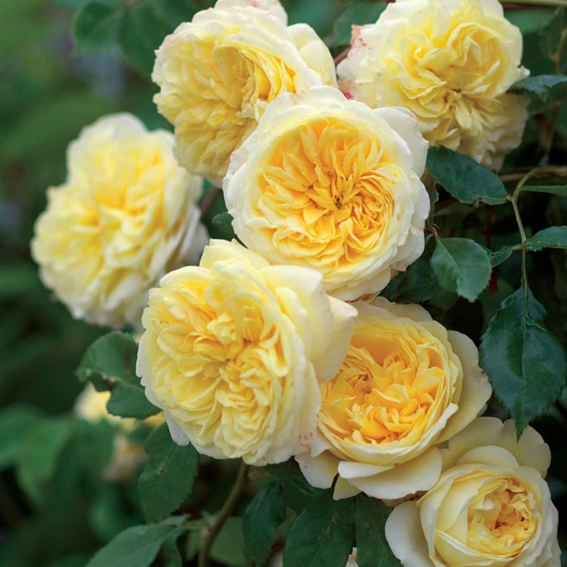 《朝聖者》英國玫瑰 蔓性玫瑰 藤本月季 玫瑰 薔薇 月季 三寸半苗 自產自銷