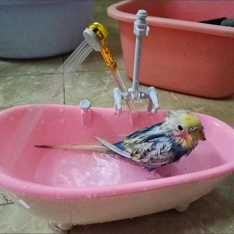 自動水循環浴缸  鸚鵡洗澡 洗澡玩具 戲水玩具  鸚鵡浴缸 文鳥浴缸 嬰兒浴缸玩具 鸚鵡澡盆 文鳥澡盆 文鳥 中小型鸚鵡
