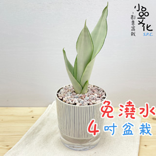 【小品文化】銀皇后虎尾蘭【現貨】4吋仿瓷免澆水盆栽 懶人盆栽 觀葉植物 室內植物 自動吸水 創意花盆 居家辦公盆花