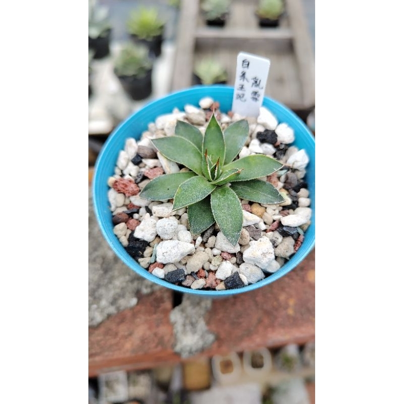 白系王妃亂雪 Agave 龍舌蘭多肉植物 實拍3吋