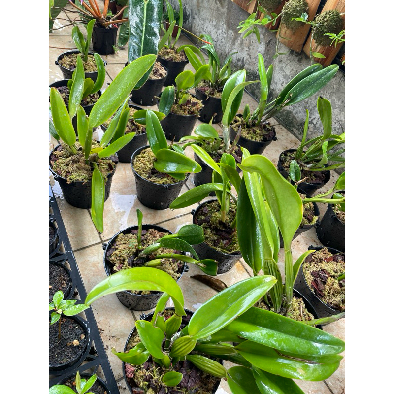 貓貓啃地 嘉德麗亞蘭 Cattleya