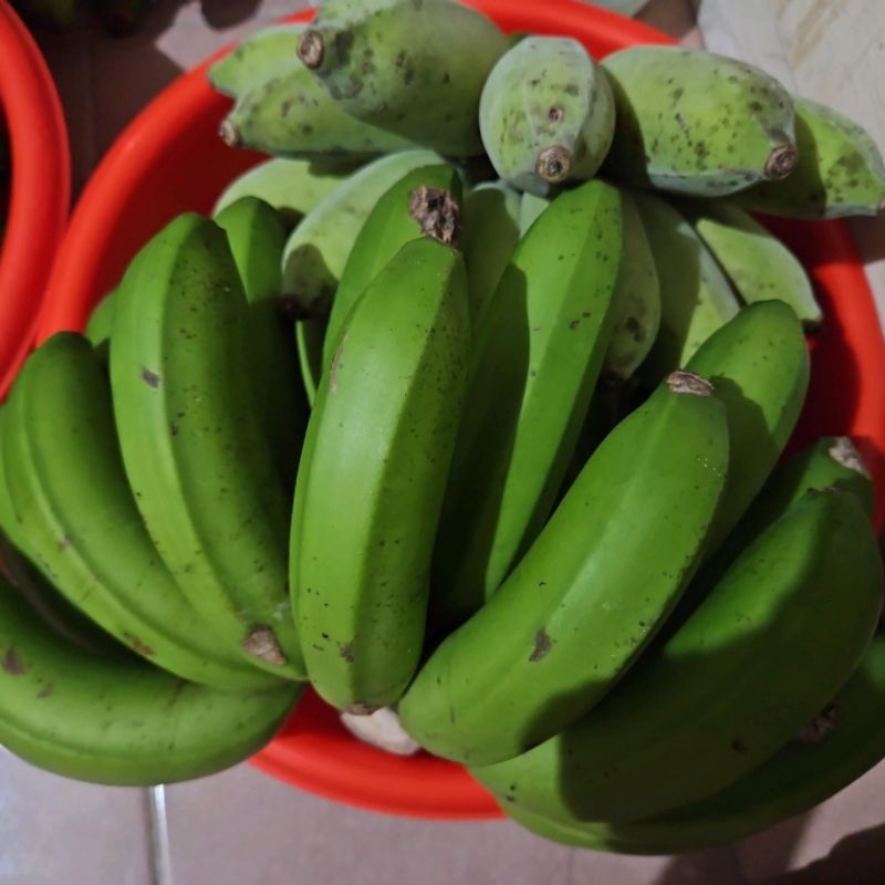 香蕉♤芭蕉☆一串4公斤