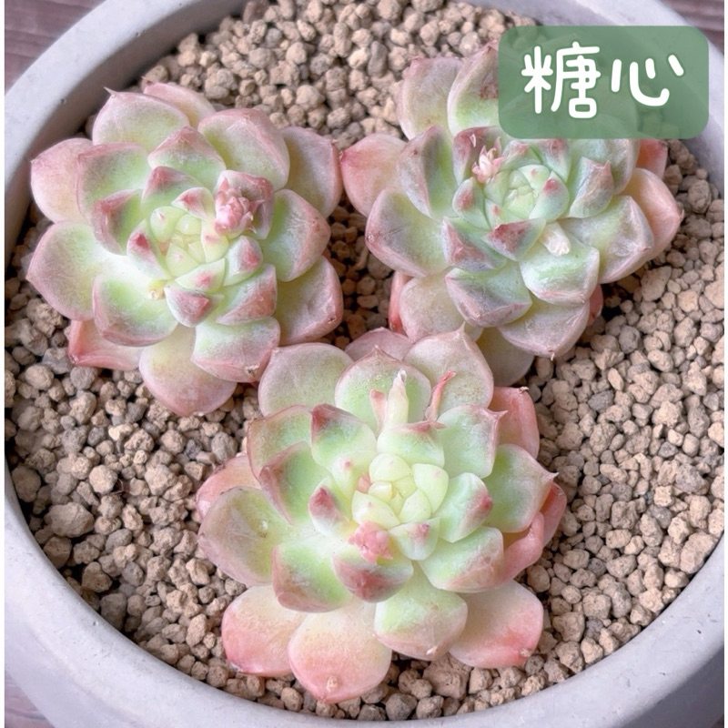≡植綠人生≡🌴糖心🌴韓國多肉│景天科│多肉植物│韓肉│多肉│療癒│植栽│盆栽│送禮│辦公室│陽台│