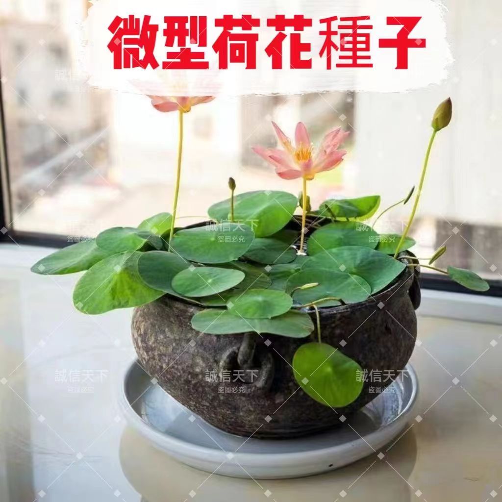 💯正品【微型荷花種子】碗蓮種子 開口碗蓮種子 三天出芽 發芽率超高 迷你荷花 微型蓮花 微蓮種子 盆栽碗蓮種子 耐熱耐曬