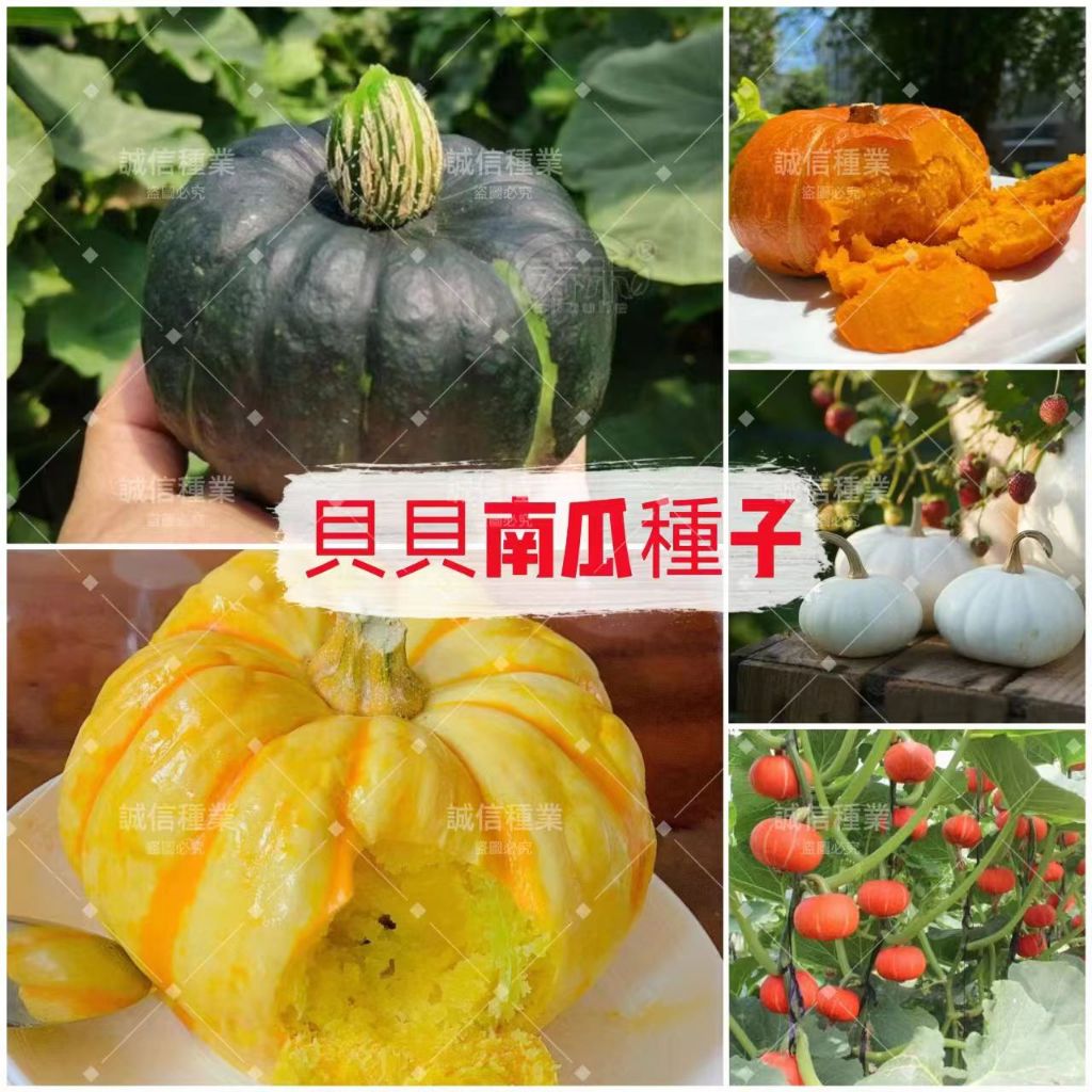 💯正品【貝貝南瓜種子】寶寶輔食 軟糯香甜 南瓜種子 紅貝貝南瓜 白貝貝南瓜 貝貝瓜種子 板栗南瓜 超高產量 早熟果蔬易種