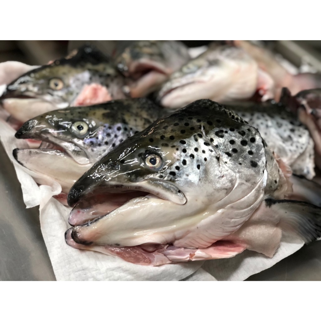 ★百川水產★ 每日新鮮挪威鮭魚頭600-1000g