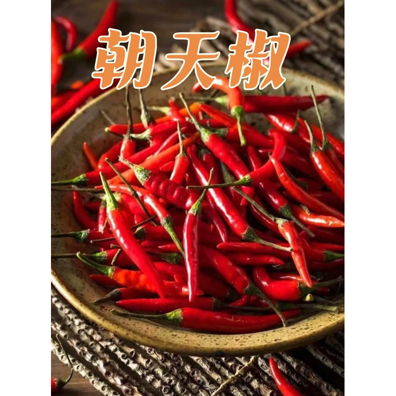 【辣椒.朝天椒】大降價一斤44元，辣椒種子，Hot Chilli，新竹市、新竹縣寶山可面交