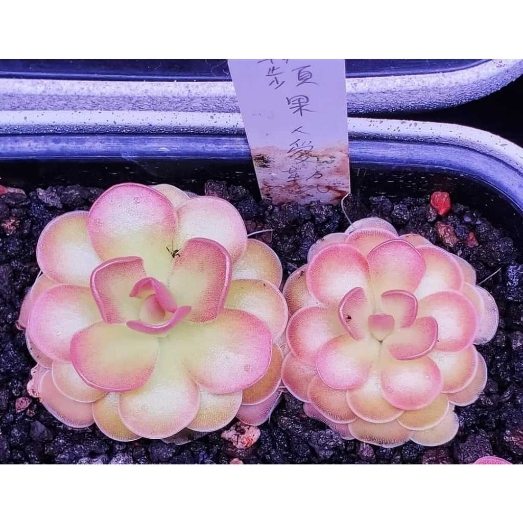 補蟲堇 蘋果X愛蘭  捕蟲堇 食蟲植物 補蟲菫 捕蠅草 豬籠草 毛氈苔 狸藻