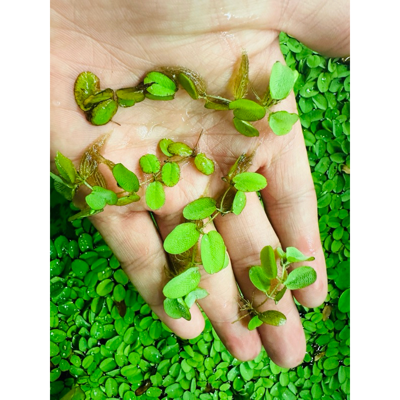 槐葉萍 1株5元浮萍 漂浮水草 漂浮植物