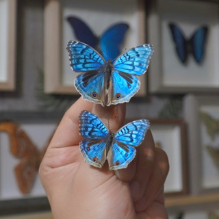 【現貨】🦋藍孔雀閃蝶🦋 蝴蝶 昆蟲 模型 乾貨三角紙包裝 #非活體 #類模型 #藝術品
