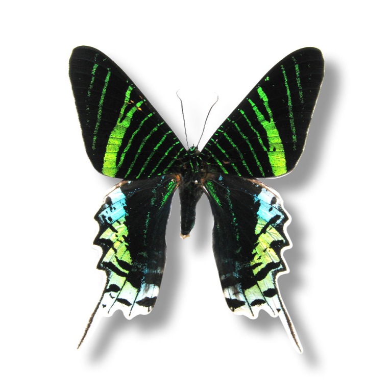 蟲新發現╭○-○╮蝴蝶標本A1 ~ 綠燕蛾+方型框…