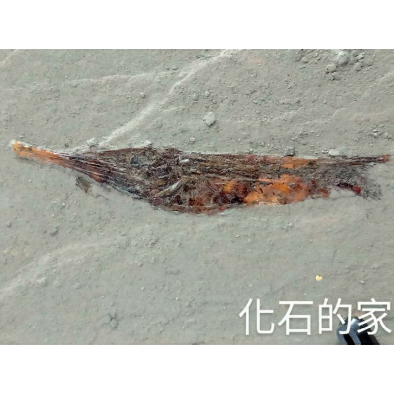 【化石的家】德國蝦魚化石