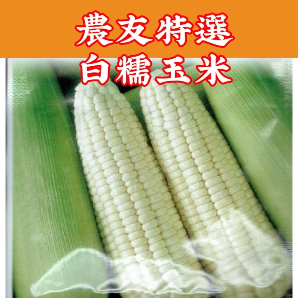 【現貨】白糯玉米 Glutinous Corn (sv-420) 玉米 【蔬果種子】農友種苗特選種子 每包約20公克