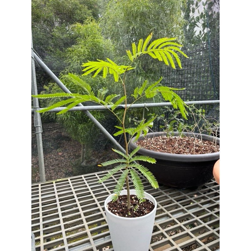 小豆樹🪴天使園藝🪴不含盆50公分以上根系完整特價1299🌱密葉小豆樹長大會開小黃花日本小豆樹🌱超級療癒🌱晚上會閤葉睡覺喔