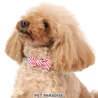 【PET PARADISE】寵物狗狗扣環項圈 (S)｜Gaspard et Lisa 2022新款 寵物項圈