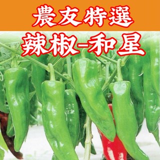 辣椒種子【農友種苗】辣椒-和星 農友種苗 特選蔬果種子 每包約30粒 保證新鮮種子