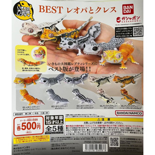 【裕農爬蟲】-現貨 全新未拆 BANDAI 守宮可動扭蛋/生物大圖鑑爬蟲篇/睫角守宮/豹紋守宮/守宮/ 睫角扭蛋/全5款