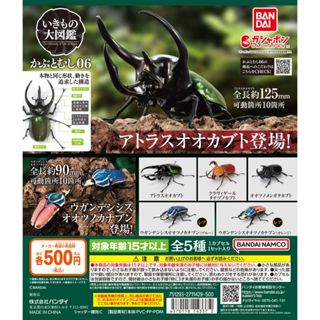 BANDAI 獨角仙06 P6 昆蟲 獨角仙 扭蛋 生物大圖鑑 甲蟲 鍬形蟲 B1