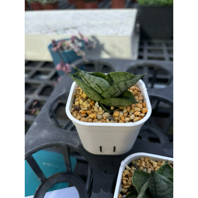 Jay多肉植物 姬佛手