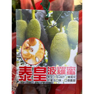 泰皇 波羅蜜｜4吋苗植袋～嫁接果樹苖木⋯