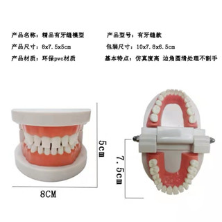 【桃園出貨】牙齒模型練習牙模 全瓷樹脂美牙敎學牙模 幼兒園敎學刷牙口腔模型 美牙練習三件套 帶牙縫模型假牙 標準石膏模型