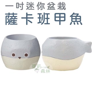 現貨日本 多肉植物盆栽 薩卡班甲魚 迷你盆栽 海洋魚類 造型花器 樹脂花盆 療癒 日本雜貨 一吋盆栽 動物盆栽 海洋雜貨