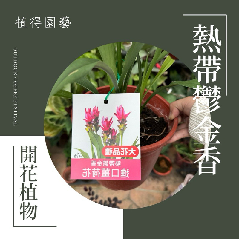 植得｜熱帶鬱金香🌷進口薑荷花｜開花植物