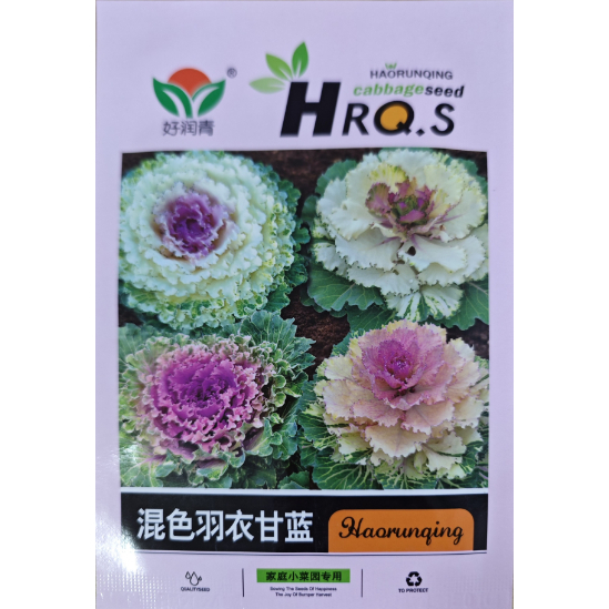 【158】混色羽衣甘藍種子 食用 觀賞 彩色甘蘭種籽 四季 盆栽 花卉種籽 蔬菜種子