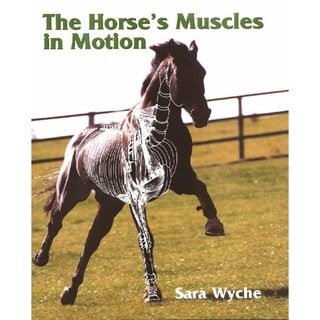 《文化國際通》9781861264565 The Horses Muscles in Motion(多少氾黃.內頁無損)