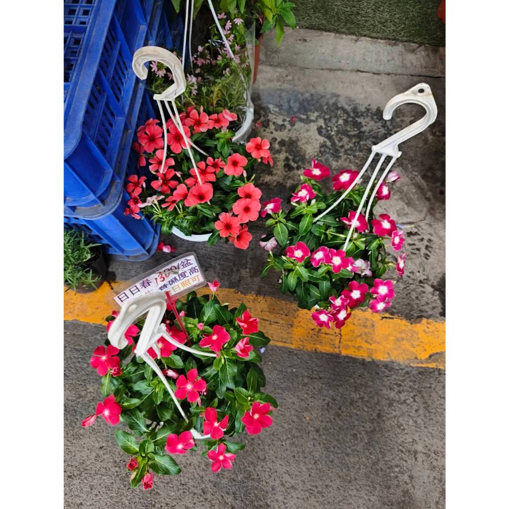 新品種垂墜型日日春（五吋盆）x1