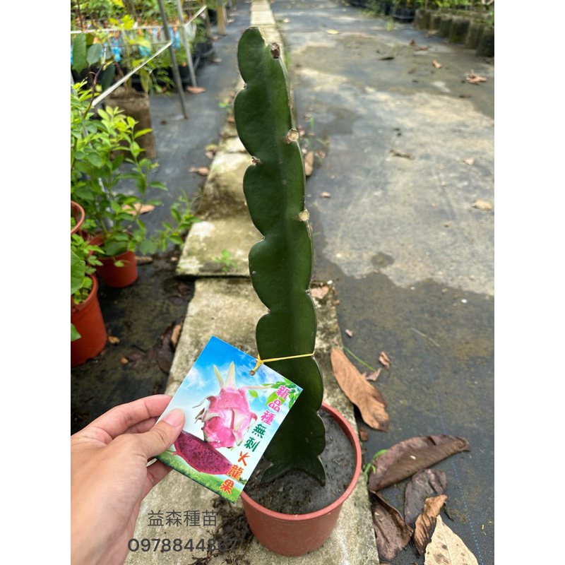 益森種苗🍃 無刺火龍果 特殊品種