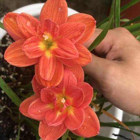 💥💥【風雨蘭種子】重瓣風雨蘭球根四季開花 室內庭院陽臺盆栽花卉植物寒觀賞花卉