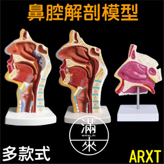 可開發票 多款式 人體鼻腔解剖模型 鼻部醫學 鼻子 耳鼻喉科模型 鼻腔模型 病理鼻腔解剖模型 NPC模型 客滿來ARXT