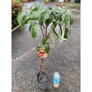 大吉利荔枝 預訂 高壓苗 勿直接下標 荔枝苗 樹苗 盆栽 荔枝 吉 紫娘喜 黑葉 玉荷包 大丁香 桂花 櫻花 帝王 霸王
