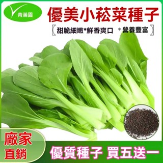 ✨原廠直銷【包裝種子】日本進口小菘菜種子四季播種籽矮腳奶白菜籽農家陽臺盆栽蔬菜種子菜籽 蔬菜瓜果種子大全