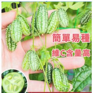 【原廠包裝】【拇指西瓜種子】易種植易養活 四季西瓜種籽 迷你水果種子小西瓜可留種 陽臺庭院盆栽種植