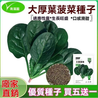 原廠精品包裝種子 買5送1 大葉菠菜種子【包裝種子】大葉菠菜種子四季蔬菜秋冬籽種陽臺種籽耐熱菜種盆栽波菜種子 蔬果種子