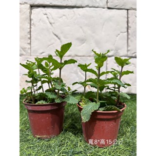 新芯晨花園/桃園三民店/薄荷(每單位一盆)/精品盆栽獨家通路