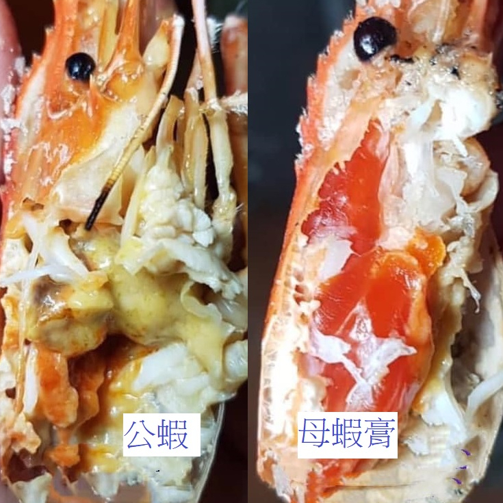 【螯夜】青花瓷仔蝦/熟冷食品 各種蝦類